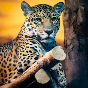 Casse-tête safari - 30 pièces - Boutique du Zoo de Granby