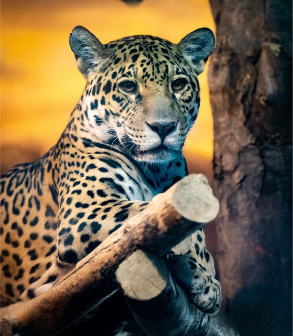 Parent adoptif - Jaguar