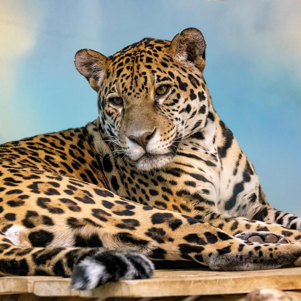 Jaguar  Zoo de Granby