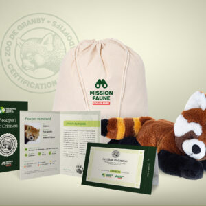 Parent adoptif Aventurier- Petit panda