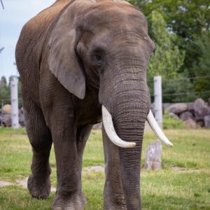 NOUVEAU - Parent adoptif - Éléphant