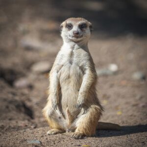 NOUVEAU - Parent adoptif - Suricate