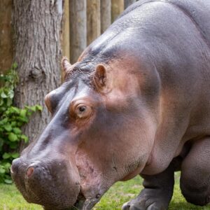 NOUVEAU - Parent adoptif - Hippopotame commun